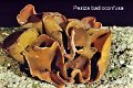 Phylloscypha phyllogena-amf1416